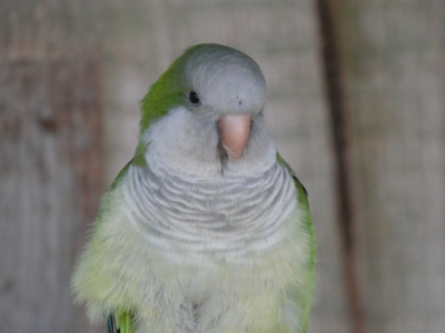 Monk parakeet (quaker parrot) - De Zonnegloed - Animal park - Animal refuge centre 